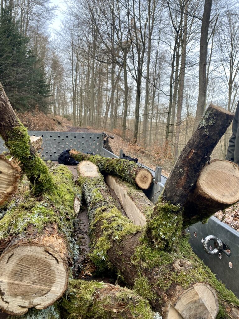 02.02.2024 – neue Astgabeln für das Prahmboot